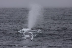 Blue Whale photo by Mike Merlo