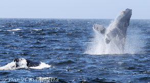 Breaching Humpback Whale Calf near mother, photo by Daniel Bianchetta