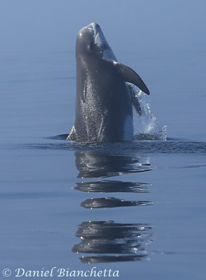 Breaching Risso's Dolphin, photo by Daniel Bianchetta