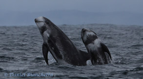 Breaching Risso's Dolphins, photo by Daniel Bianchetta