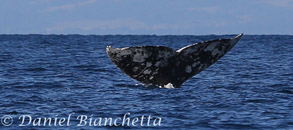 Gray Whale tail, photo by Daniel Bianchetta