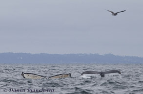 Humpback Whale Mother and Calf, photo by Daniel Bianchetta
