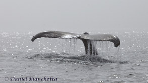 Humpback Whale tail in the mist, photo by Daniel Bianchetta