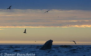 Humpback Whale at dusk, photo by Daniel Bianchetta