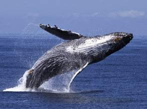 Humpback Whale Breaching, photo by Daniel Bianchetta