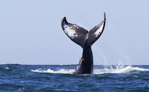 Humpback Whale Tail, photo by Daniel Bianchetta