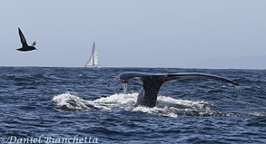 Humpback Whale, Sooty Shearwater and sailboat, photo by Daniel Bianchetta