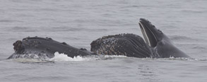 Humpback with calf lunge feeding, photo by Daniel Bianchetta
