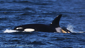 Mother and calf Killer Whale, photo by Daniel Bianchetta