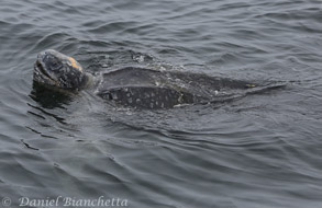 Leatherback Sea Turtle, photo by Daniel Bianchetta