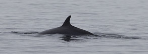 Minke Whale, photo by Daniel Bianchetta