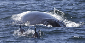 Pacific White-sided Dolphins and Humpback Whale photo by Daniel Bianchetta