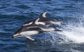 Pacific White-sided Dolphins, photo by Daniel Bianchetta