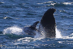 Risso's Dolphin by Humpback Whale fluke, photo by Daniel Bianchetta