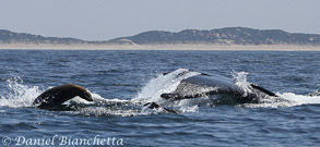 Sea Lions near Humpback Whale, photo by Daniel Bianchetta