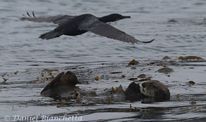 California Sea Otter and Brandt's Cormorant, photo by Daniel Bianchetta