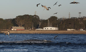 Side-lunging Humpback Whale, photo by Daniel Bianchetta