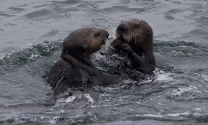 Two Sea Otters, photo by Daniel Bianchetta